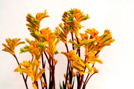 Kangeroo Paw Yellow holl