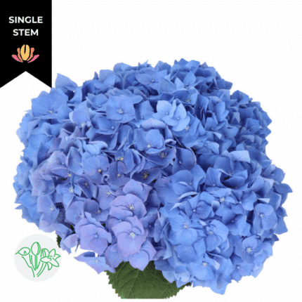 Hydrangea Bella (st) dk blue holland