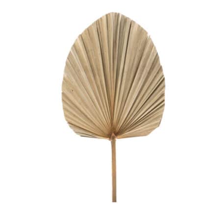 Dried Wash. Palm(stm)90cm Pers