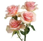 RoseSpray Ilse rfi