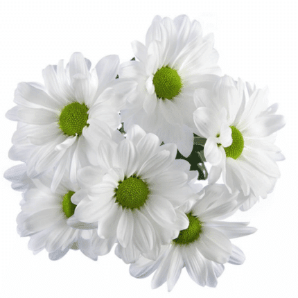Pom Daisy Coconut sole