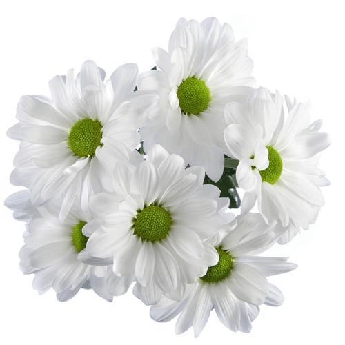 f39bb6c0-18f5-4f35-9777-8f40a56d0492.png Pom Daisy Coconut sole - Image 1