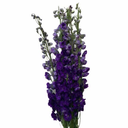 Delph Hybrid Violet hilltop