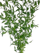 IT RUSCUS holl