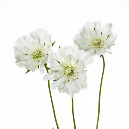 Scabiosa Annabelle holl
