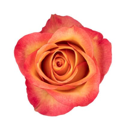 Rose Chamaleon 50cm rprima