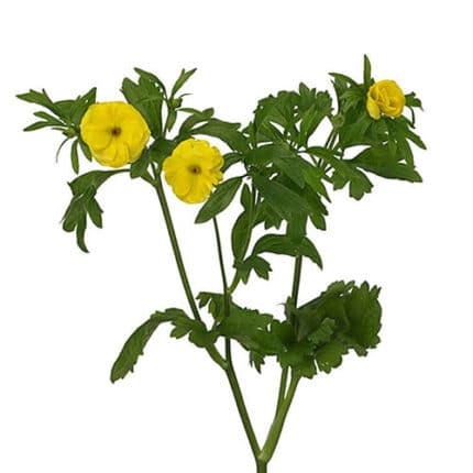 Ranunculus Butterfly Yellow cr