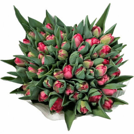 Tulip Dbl Belgravia holl