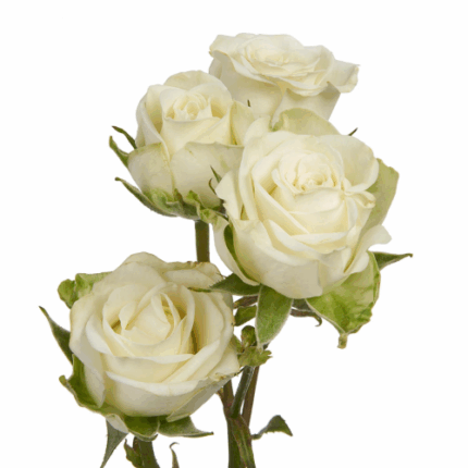 RoseSpray Snowflake choice