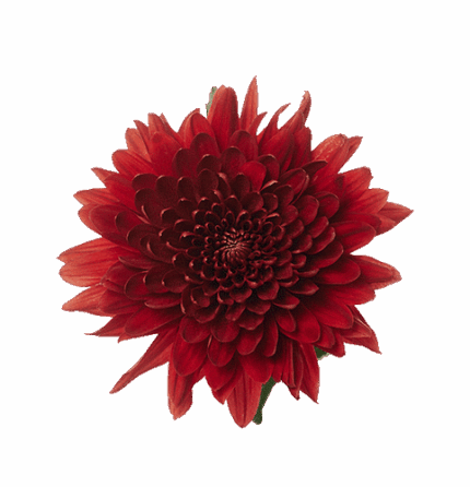 Mum Cremon Red florisol