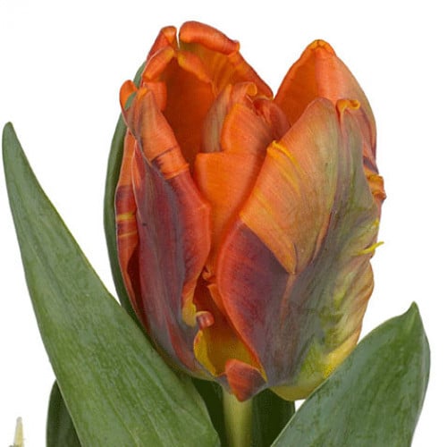 f428b830-34e8-4e26-8d13-ce1cf8c2077a.jpg Tulip Parrot OrgRococo holl - Image 1