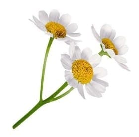 Matricaria 70cm much