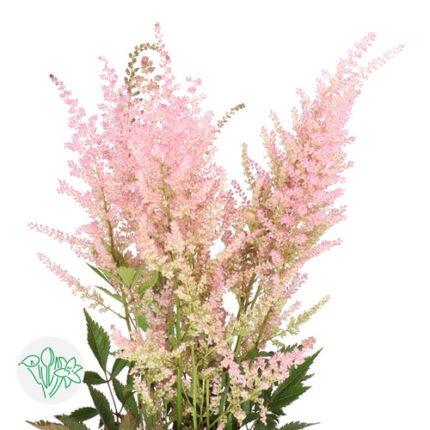 Astilbes Erika Pink 50-60cm ch