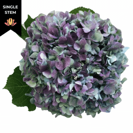 Hydrangea Hulk Jumbo Green bella (stem)