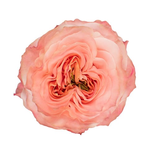 f44eacc7-cdf4-4989-895b-c5fe8aa29fee.jpg Rose Gdn Princess Crown 60cm f - Image 1