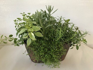 12" HERB GARDEN