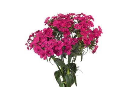 Dianthus Amazon Pink neon rfi