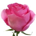 Rose PinkMartini 60/70cm nativ