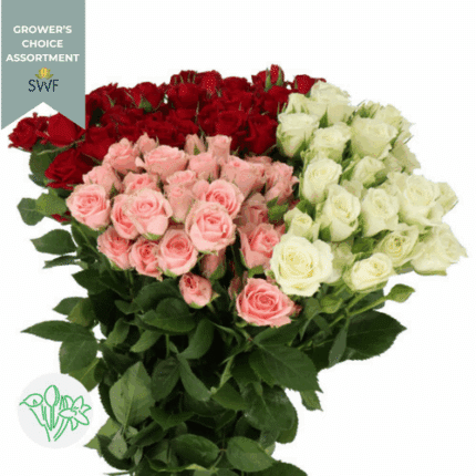 RoseSpray Vday (10case)holl