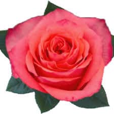 Rose VI Pink 40cm florecal