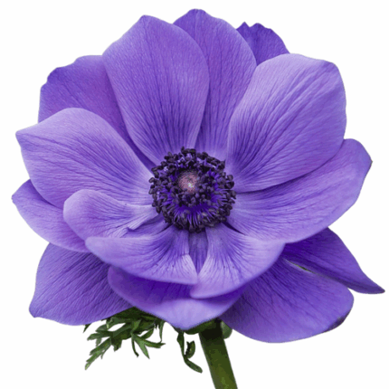 Anemone Lavender rprima