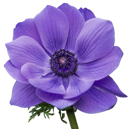 f498a477-bd50-4f59-a325-8a56f38aff7e.png Anemone Lavender rprima - Image 1