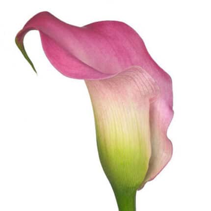 Calla Auckland holl