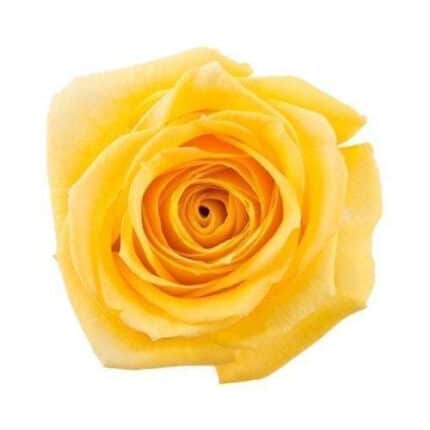 Rose SuperSun 70cm rfi