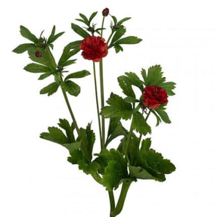 Ranunculus Butterfly Hades hol