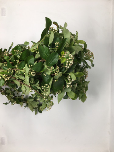 Aronia 3-4' sberry(5st)