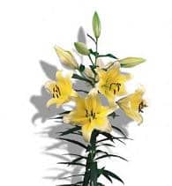 MANISSA lily holl(yellow)