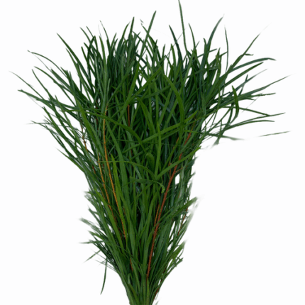 Barker Bush premium -