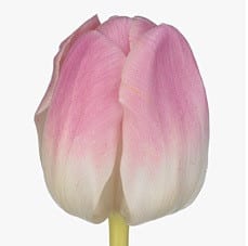 Tulip Chantelle holl