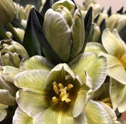 Tulip Springfield Vip holl sup
