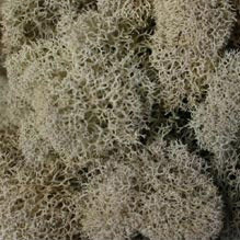 REINDEERE MOSS NATURAL