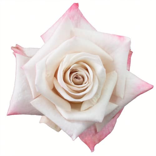 f4d279a7-db8b-4f42-9e38-ac49e3bd8449.jpg Rose Aly 50cm rfi - Image 1