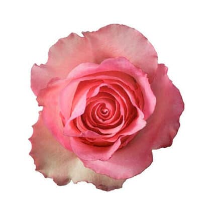Rose Dekora 40 rprima
