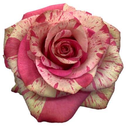 Rose Magic Times 50cm Florecal