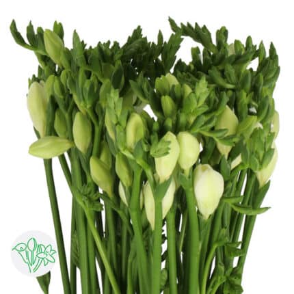 Freesia Dbl Maestro holl