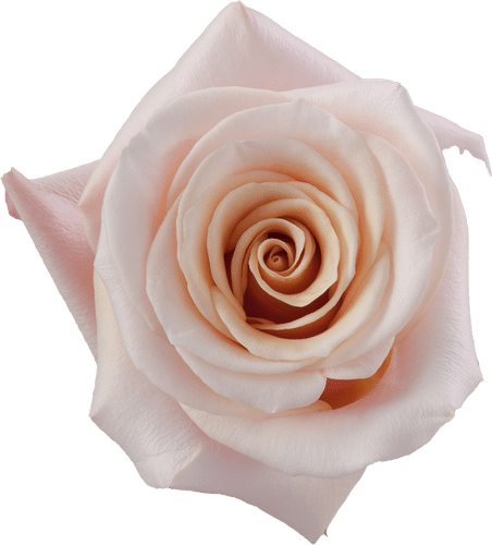 f5269a7d-fe5d-4eb6-92ff-a117698a8760.png Rose Mother Of Pearl 50cm priv - - Image 1