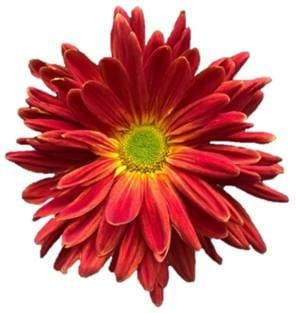 Mum Disbud Fantail bronze gdn