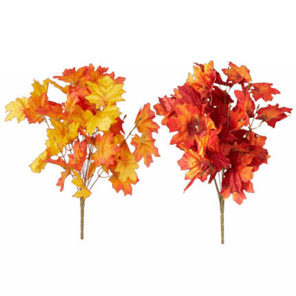 Maple Leaf Bush x12 (Gd/Org or Rd/Org)