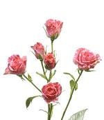 Pale pink spray holl