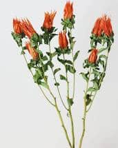 INDIAN PAINTBRUSH Orange 3ST