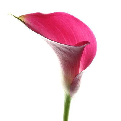 Calla Alegria esmeralda