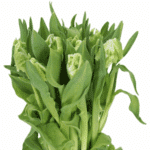 Tulip Parrot Super holl - Image 2