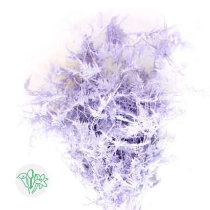 Asparagus Feather Lavender hol