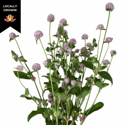 Gomphrena Blush local