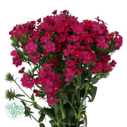 Sweet William Hot Pink hendric