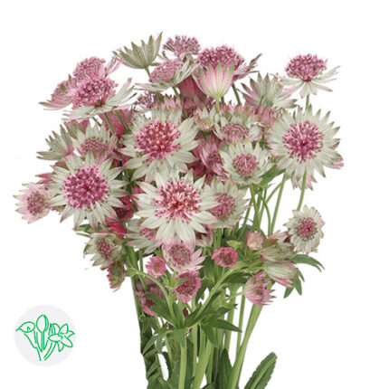 Astrantia Rosa Lee holl